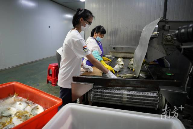 实践队员直播金鲳鱼的加工过程。 梁燕飞 摄