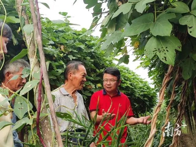 仲恺农业工程学院教授喻国辉(右一)在清远市佛冈县指导粉葛产业发展。 图片
