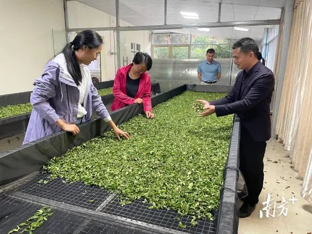 华农园艺学院教师李丹团队指导茶叶生产加工。 图片