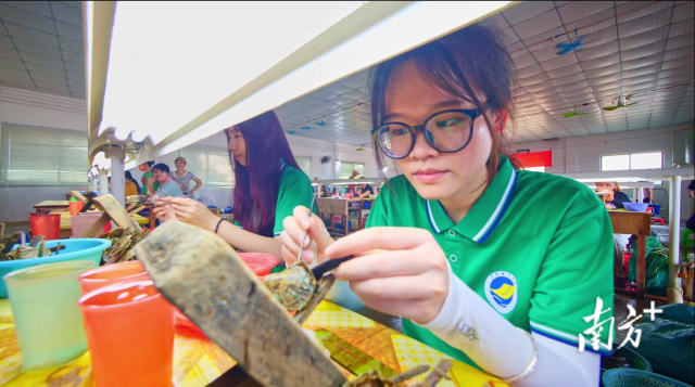 广东海洋大学学生在广东雷州海水珍珠科技小院开展插核育珠工作 图片