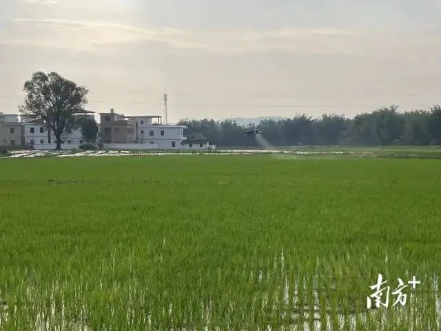 乳桂现代农业示范园里,无人机喷洒农药 图片