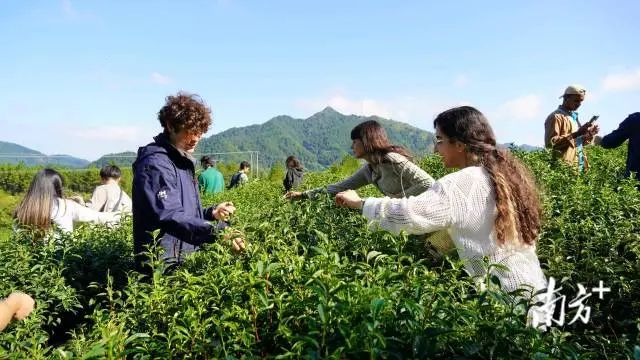 越来越多的海外学子了解广东、选择广东。 图片